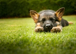 Pets and Pet Care